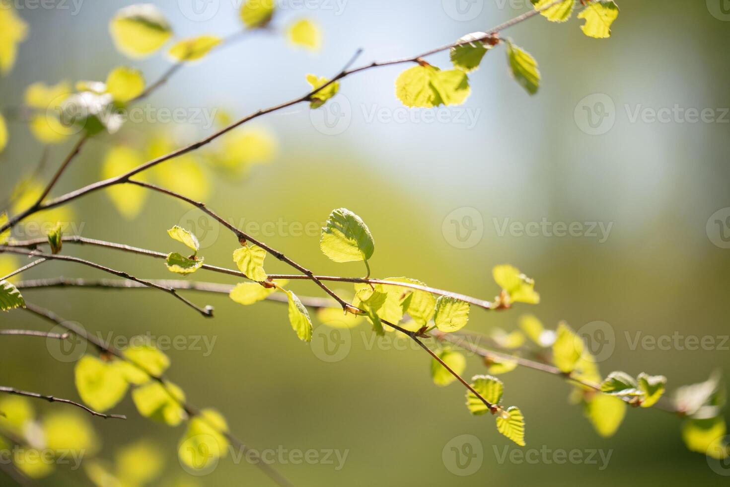 Tender spring young birch leaves on a green background. photo