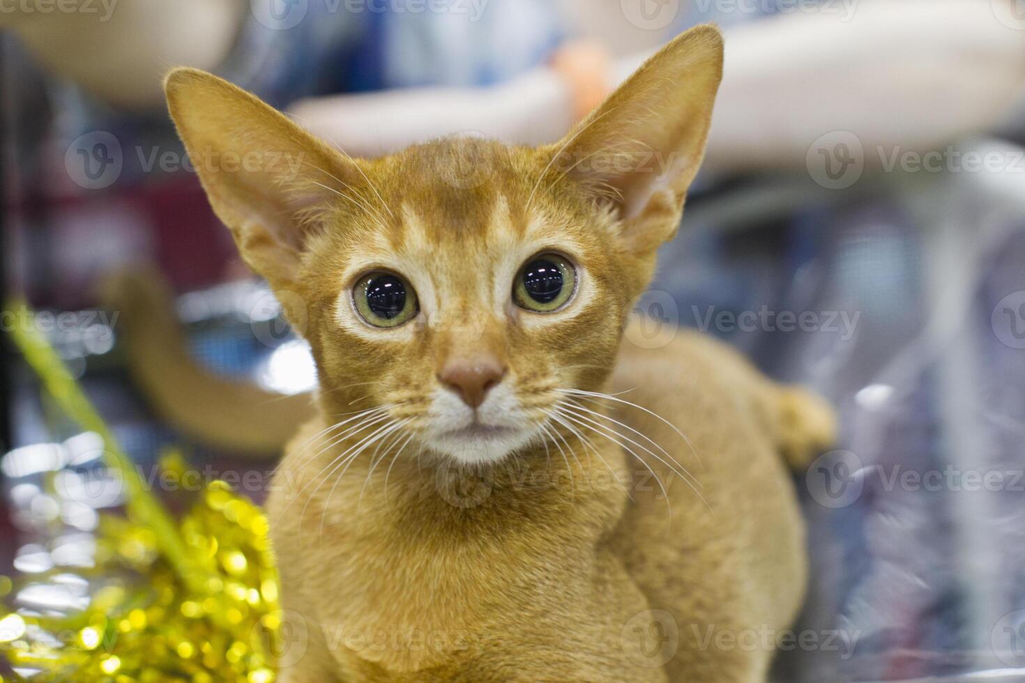 Ginger kitten with green eyes and big ears photo
