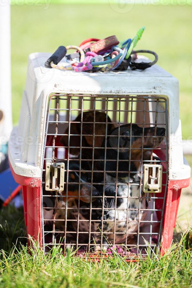 Dog in a carrier at a dog show. photo