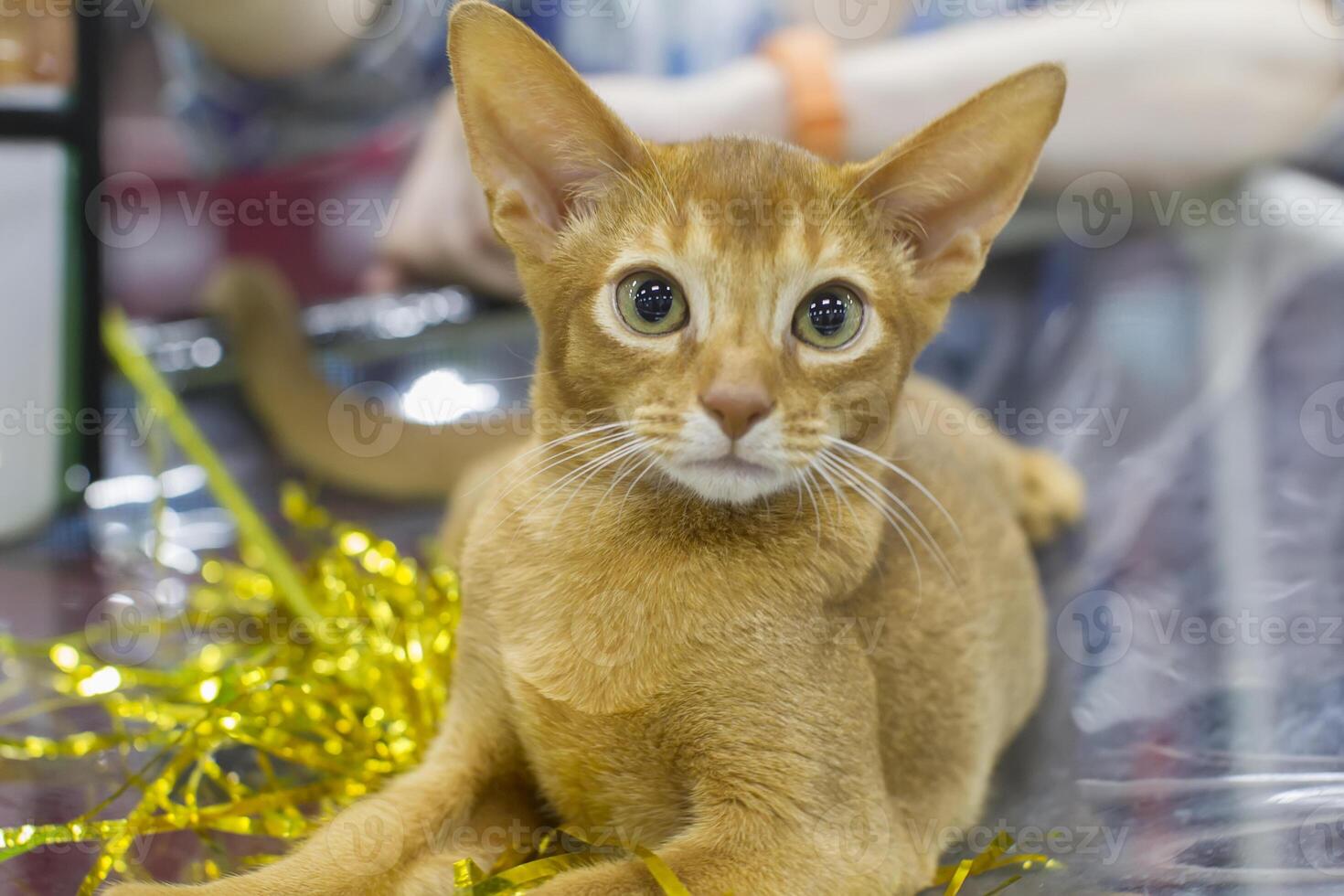 Ginger kitten with green eyes and big ears photo