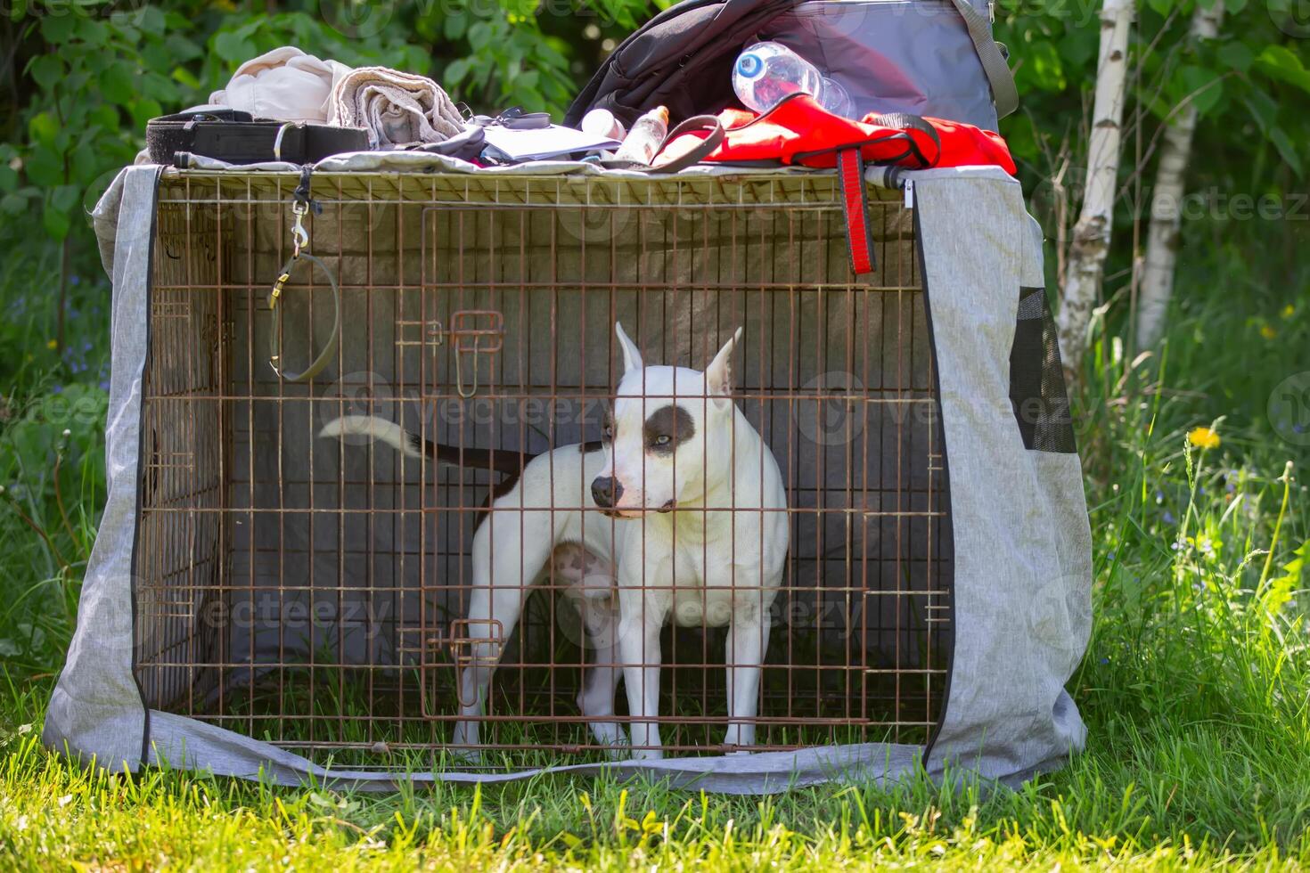 Fighting breed pit bull terrier in an enclosure at a dog show. photo