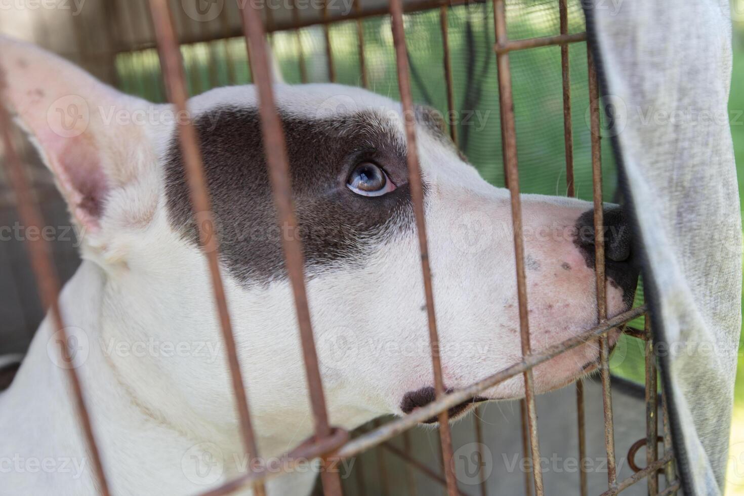 The face of a fighting breed dog in an enclosure. photo