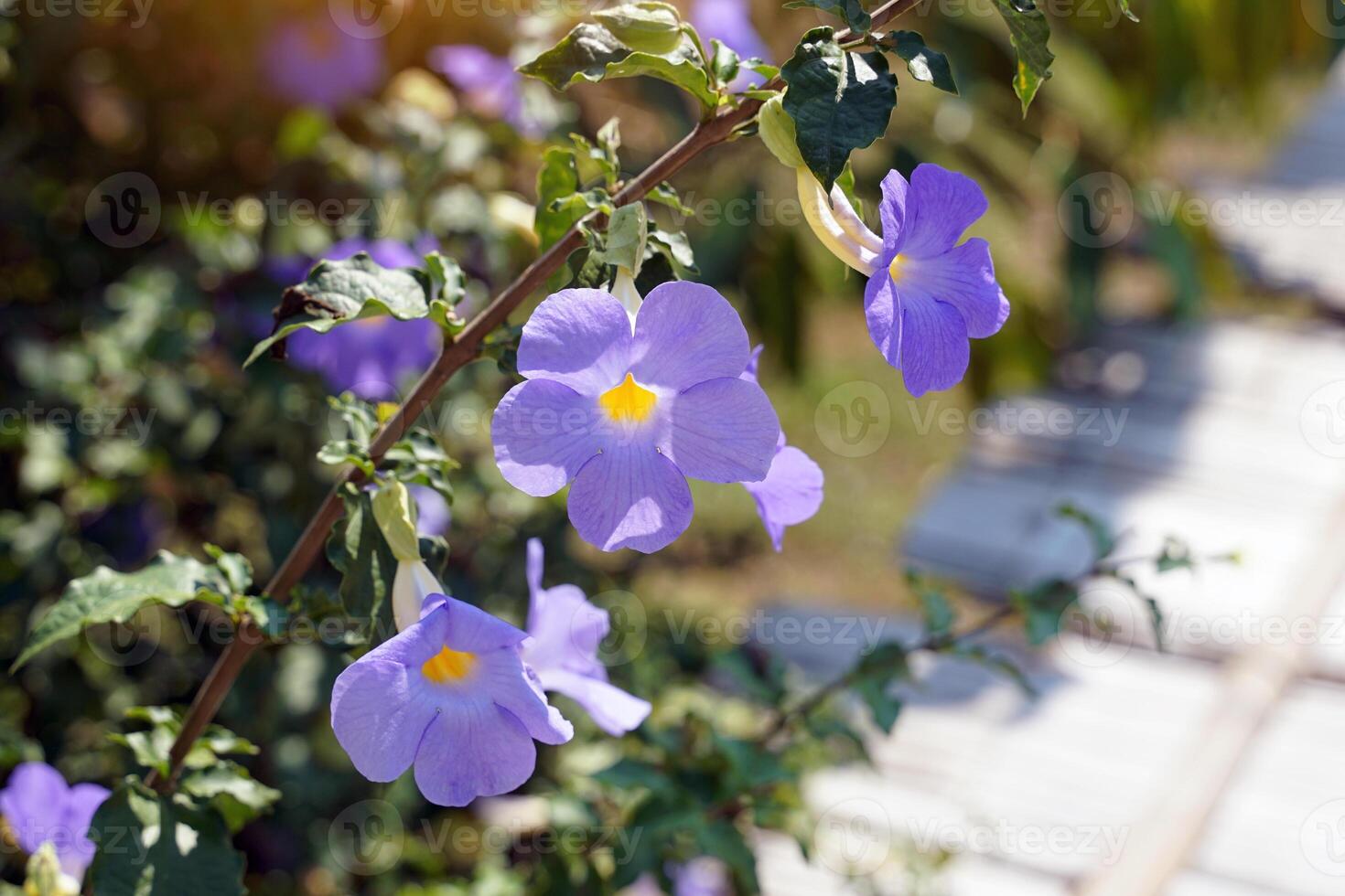 del rey manto, púrpura, semi-escalada arbusto, en forma de trompeta flores, pálido amarillo pétalos a el base, 5 5 apartado pétalos a el fin, violeta azulado y blanco, floreciente a lo largo de el año. foto