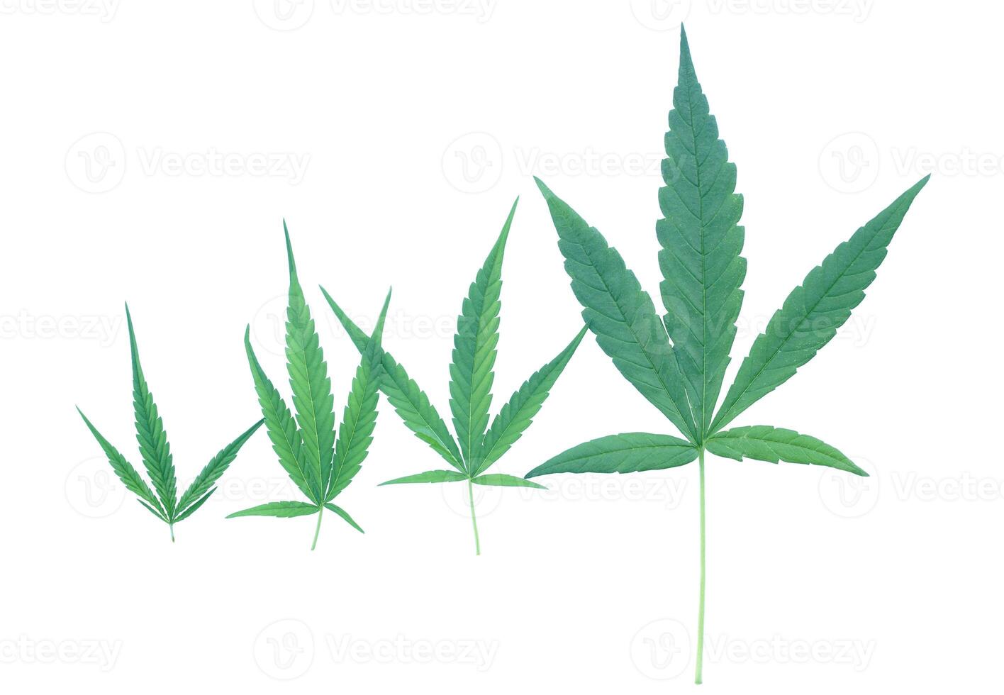 isolated Marijuana leaves of 4 sizes on white background. Cannabis is now used as a recreational or medicinal drug. Soft and selective focus. photo