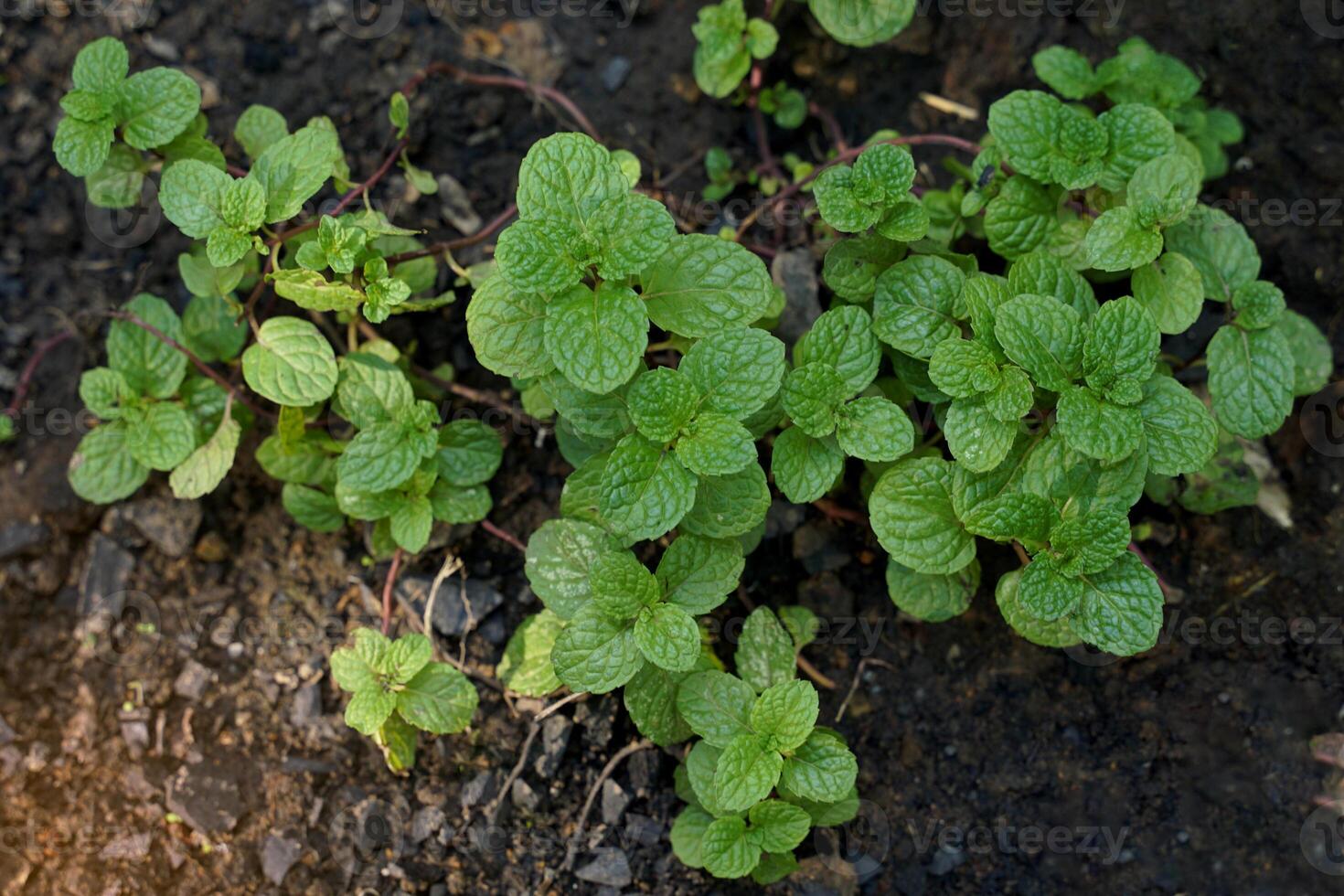 Kitchen Mint is a plant with creeping stems and young leaves. It is used as a vegetable for dipping in chili paste or eaten as a fresh vegetable. The essential oil from the leaves helps to refresh. photo