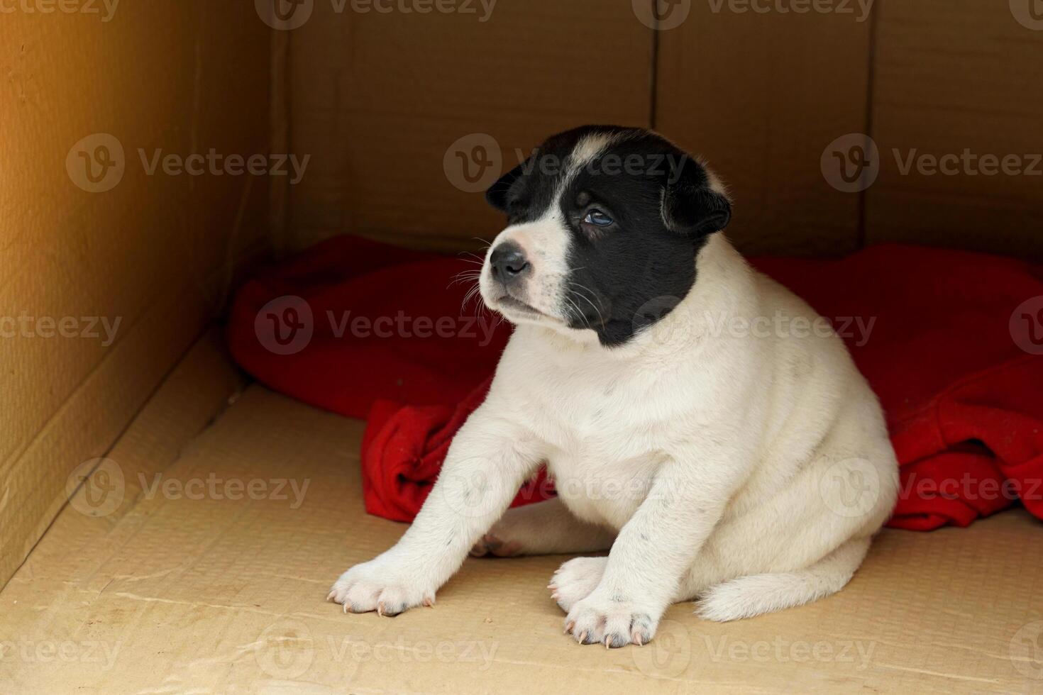 Cute puppies Thai Ridgeback Has black hair mixed with white. Sitting on a white plastic mat in front of a toy box house made by the owner. soft and selective focus. photo