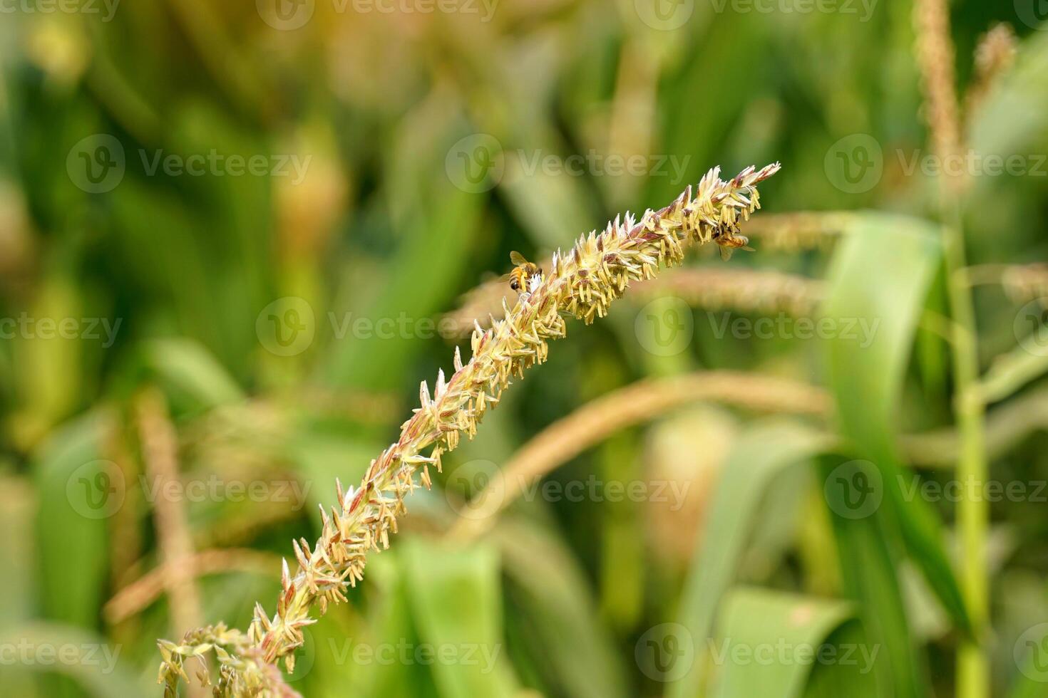 Tassel of corn is a male inflorescence at the top of the stem with bees sucking nectar on the clusters of flowers. soft and selective focus. photo