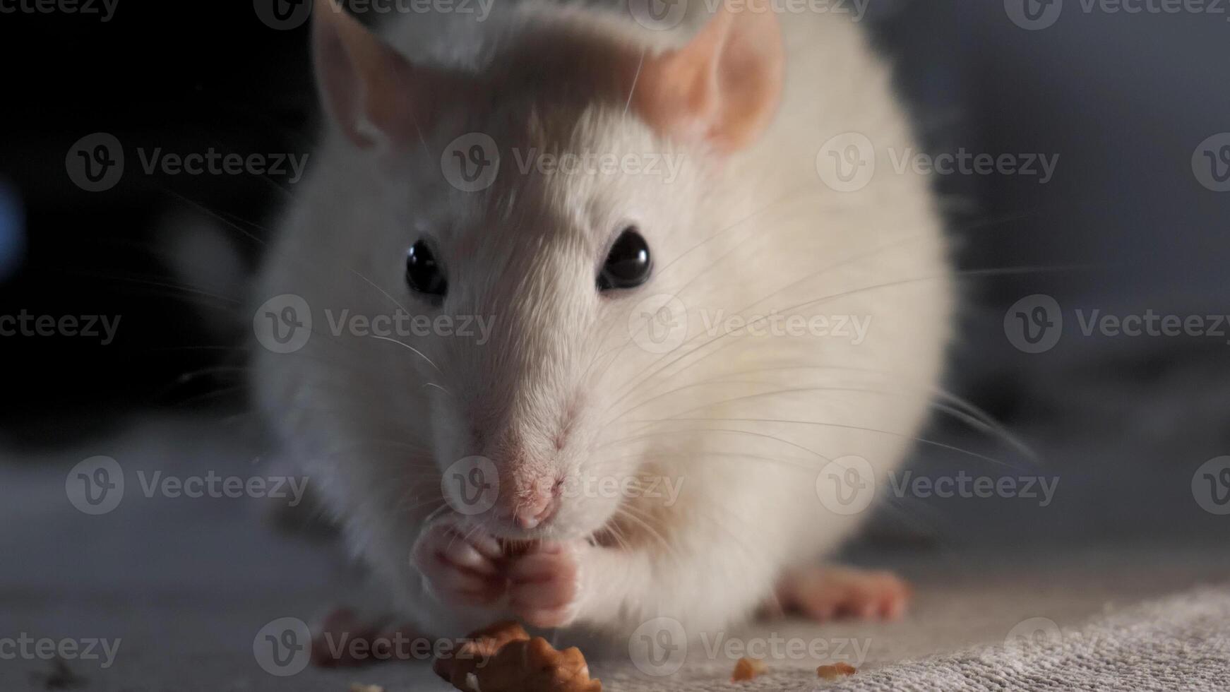 Close-up of domestic white rat eating the seeds. 4K photo