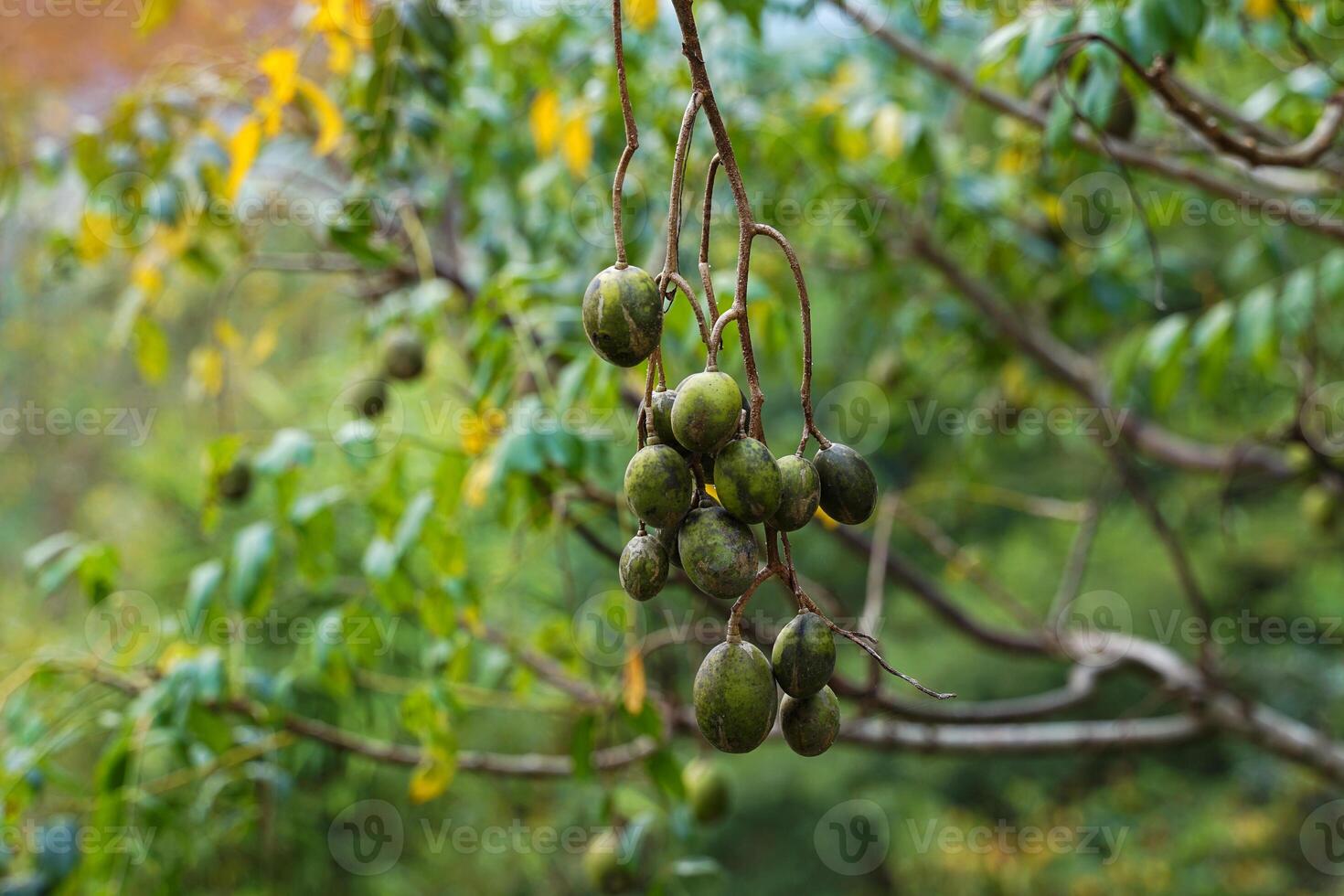 Hog plum fruits are oval or oval in shape. The peel is thin and shiny. photo