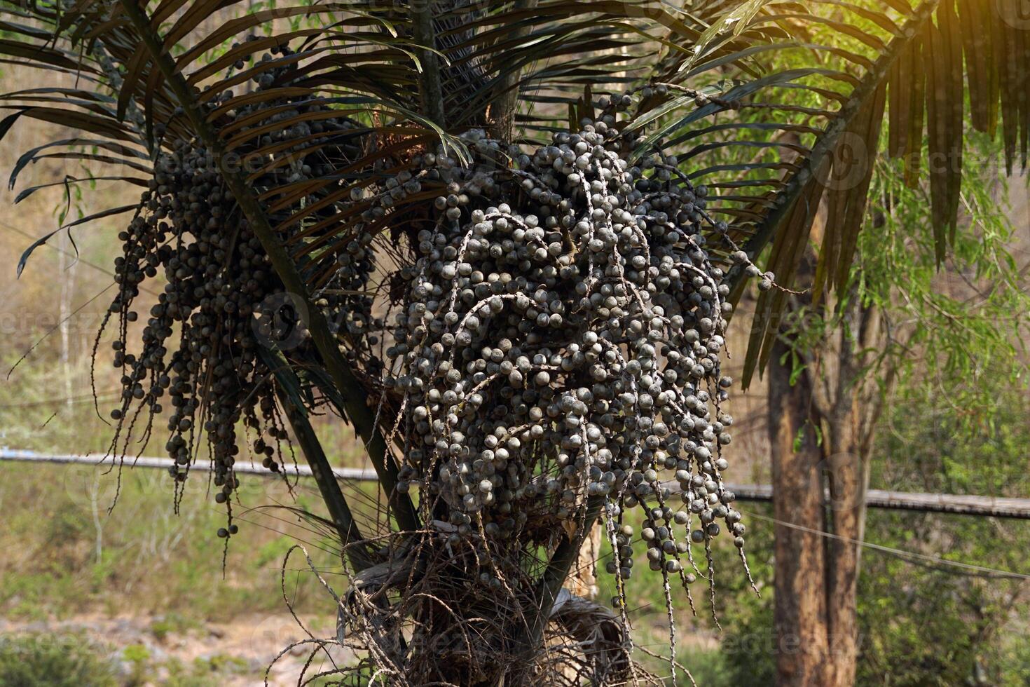 Arenga pinnata is a type of palm with a straight trunk. The leaves are lobed like coconut leaves. The flowers are a bouquet of flowers. The fruit is a bunch with many fruits attached. photo