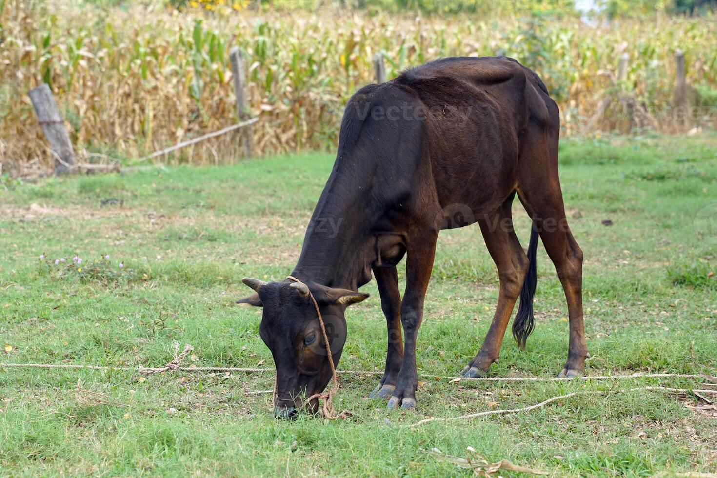 Thai native cattle They are cattle that are easy to raise. Small body, many colors such as red, black, brown, small hump, thin neck dewlap, no skin under the belly. photo