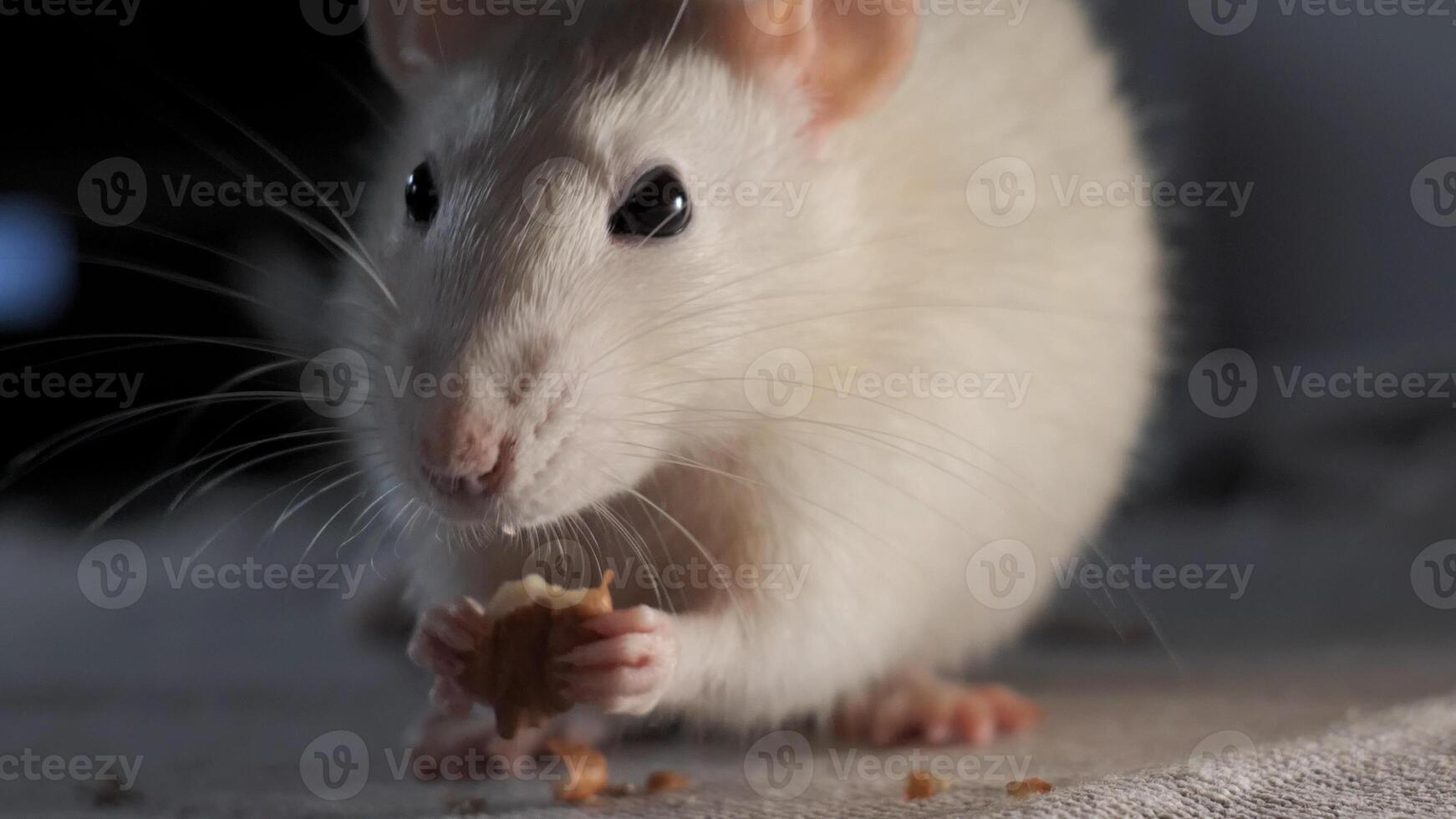 Close-up of domestic white rat eating the seeds. 4K photo