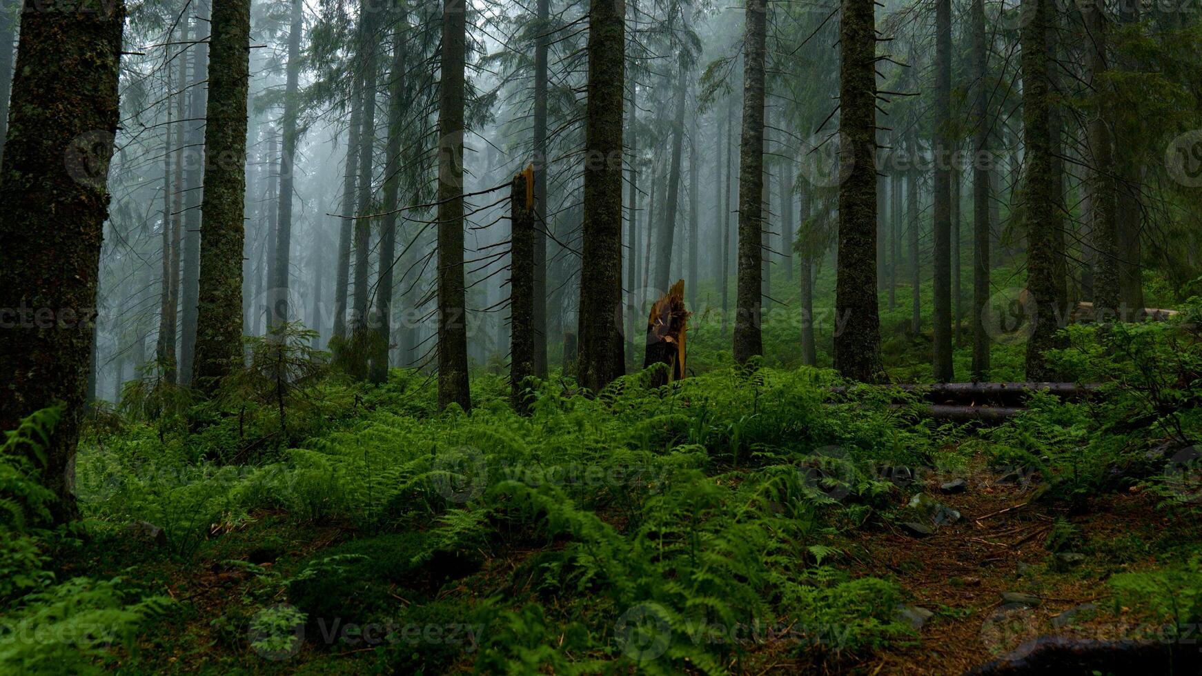 Mysterious landscape of foggy forest after rain. Beautiful nature. photo