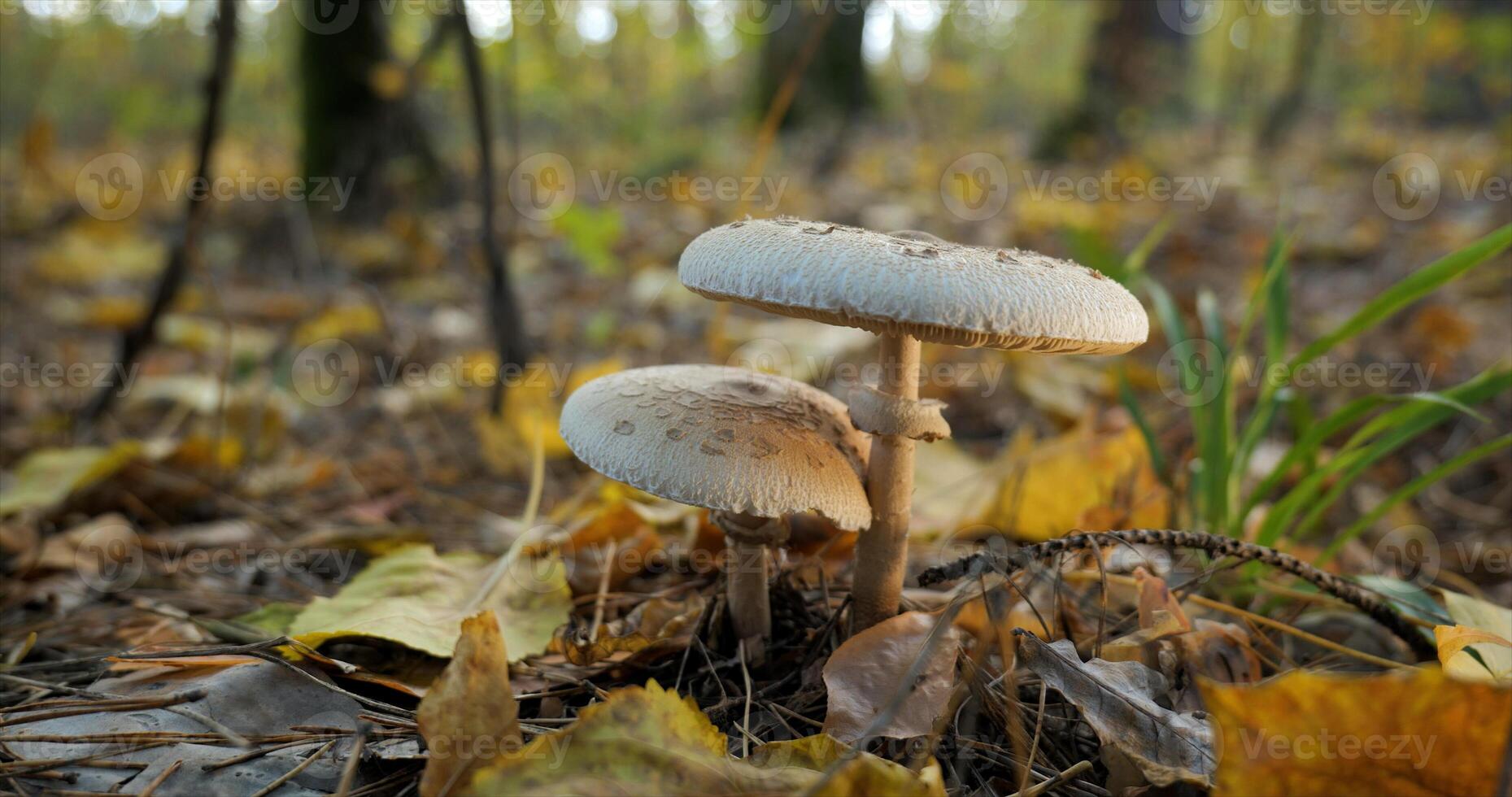 The parasol mushroom in the forest in autumn season. Macrolepiota procera, Close-up photo