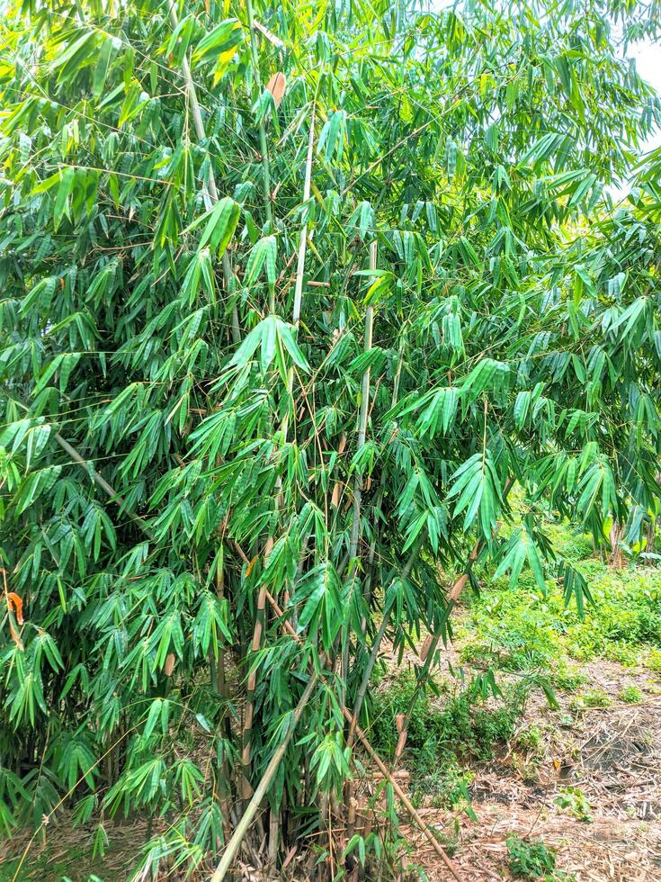 pacífico ver de el hermosa verde bambú árbol jardín foto