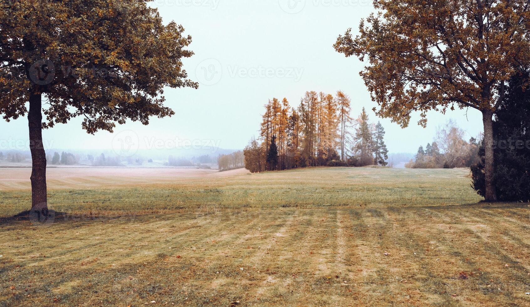 Autumn landscape - a field and a lonely tree in the early foggy morning. photo