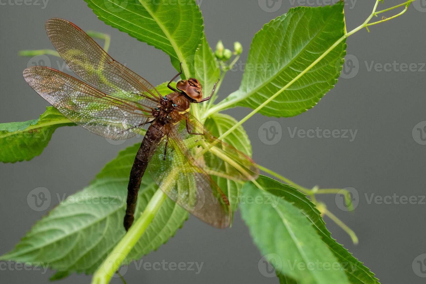 Brown dragonfly on a plant. Large dragonfly with transparent wings. photo