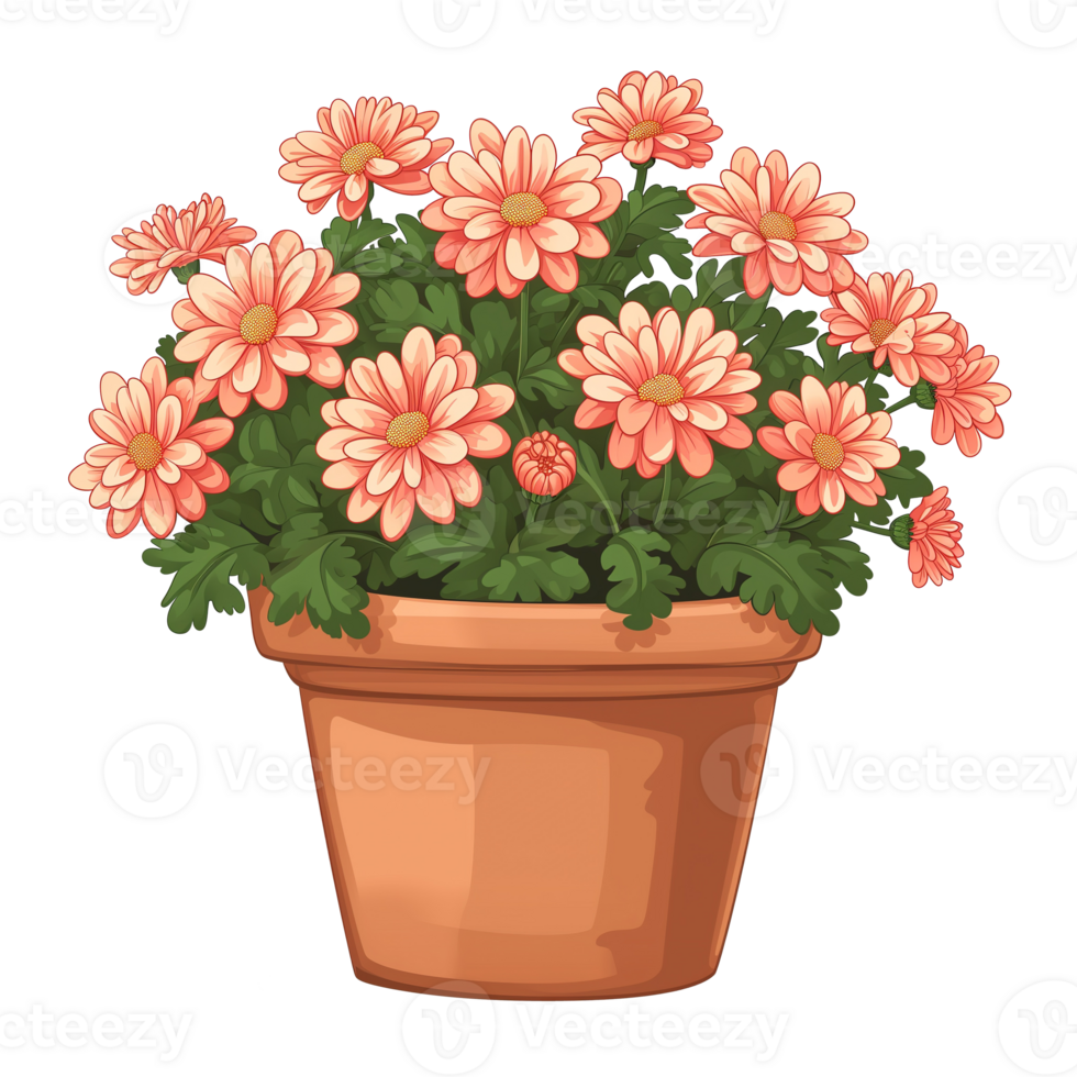 AI generated Illustration of chrysanthemum flowers in a pot isolated on transparent background png