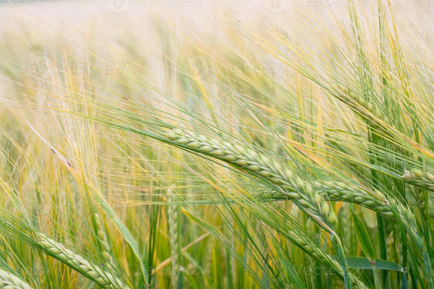 Wheat field. Green ears of wheat on the field. Background of ripening ears of meadow wheat field. Rich harvest Concept photo