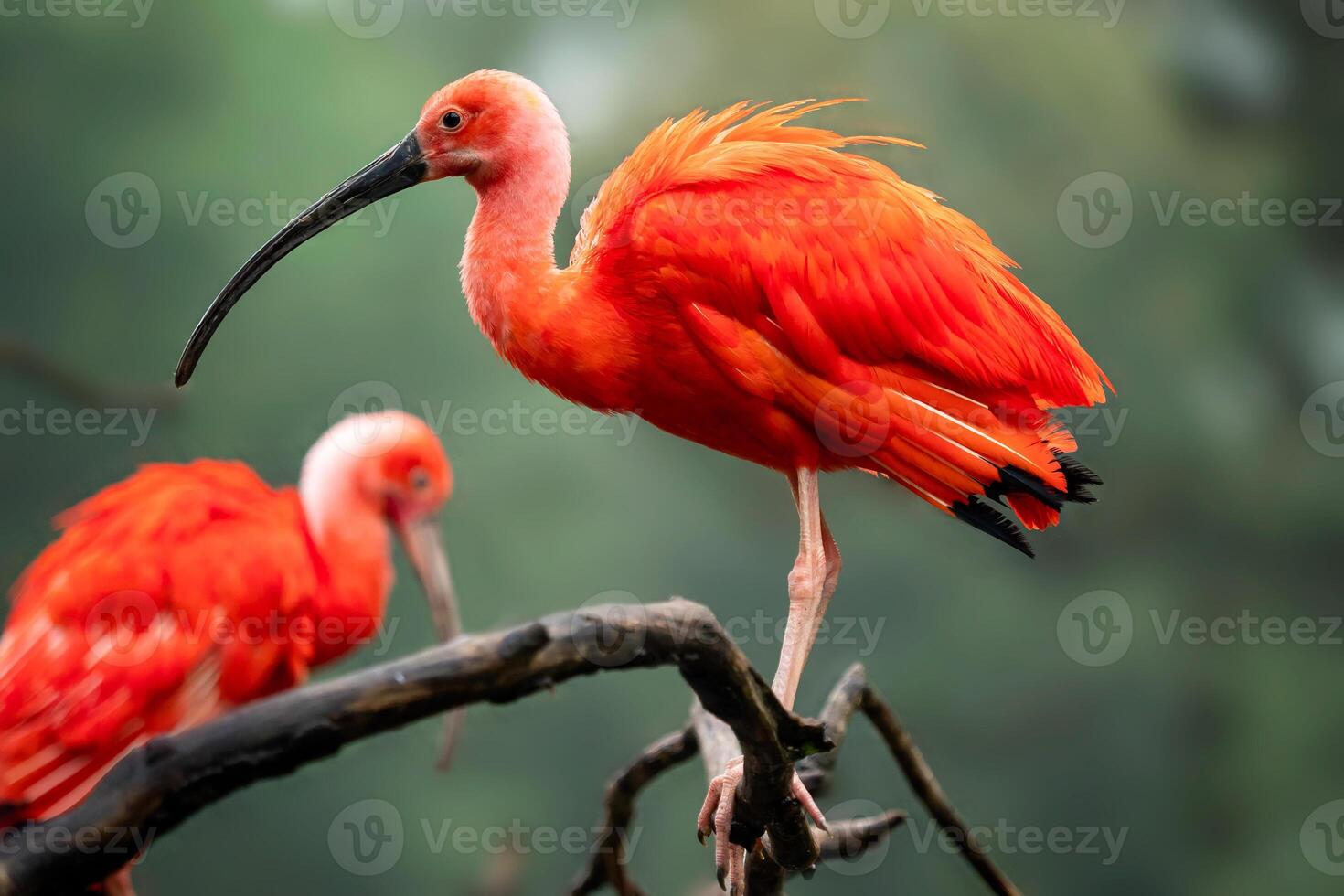 Eudocimus ruber on tree branch. Four bright red birds Scarlet Ibis. photo