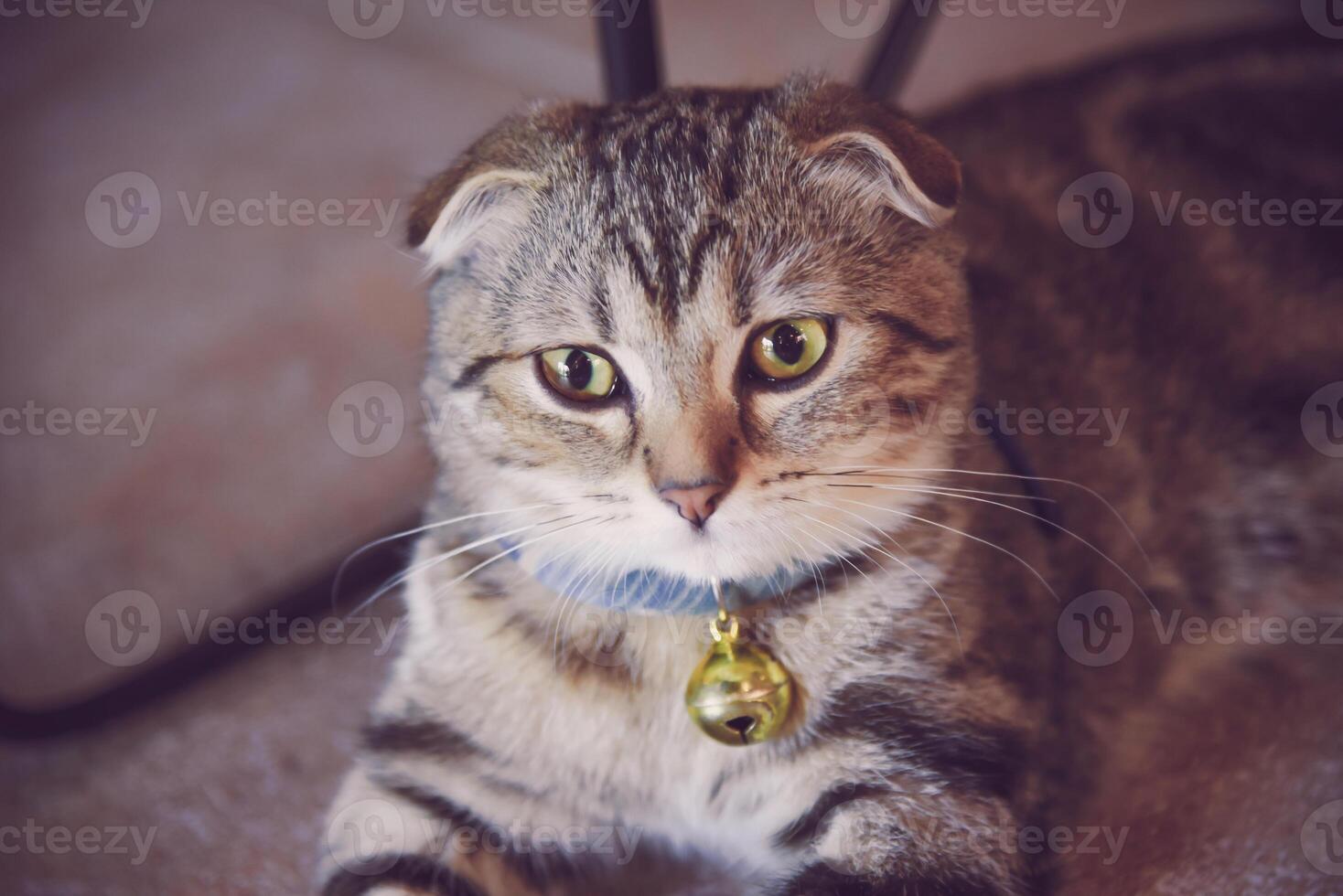 Cute kitten with gold bell hanging from the neck. photo