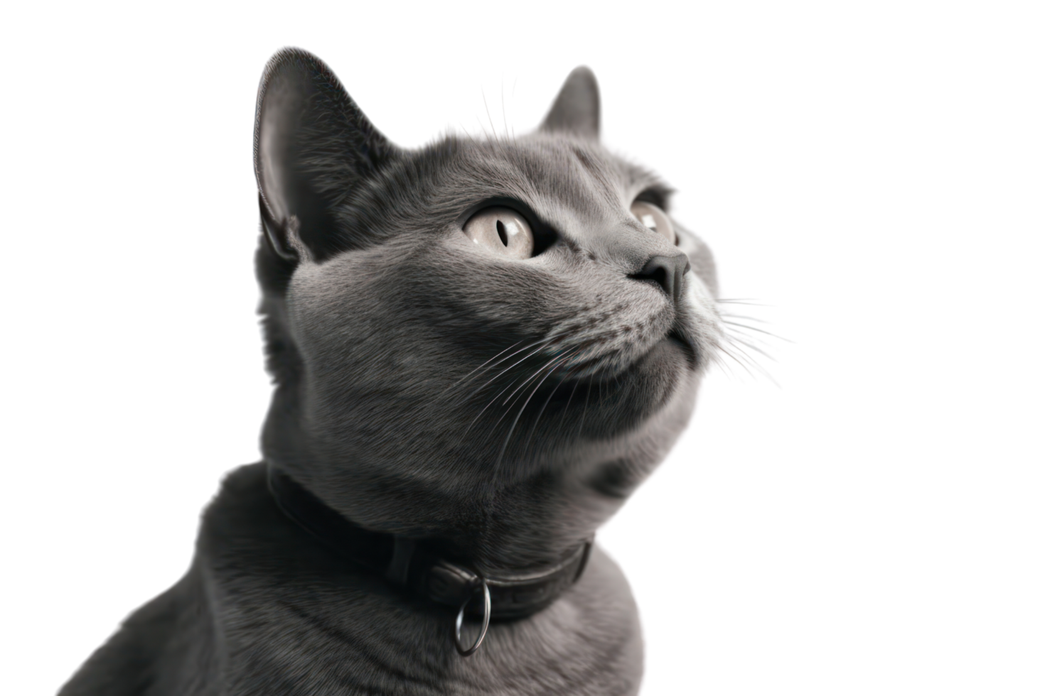 AI generated Gray fur cat looking outside on a transparent background png
