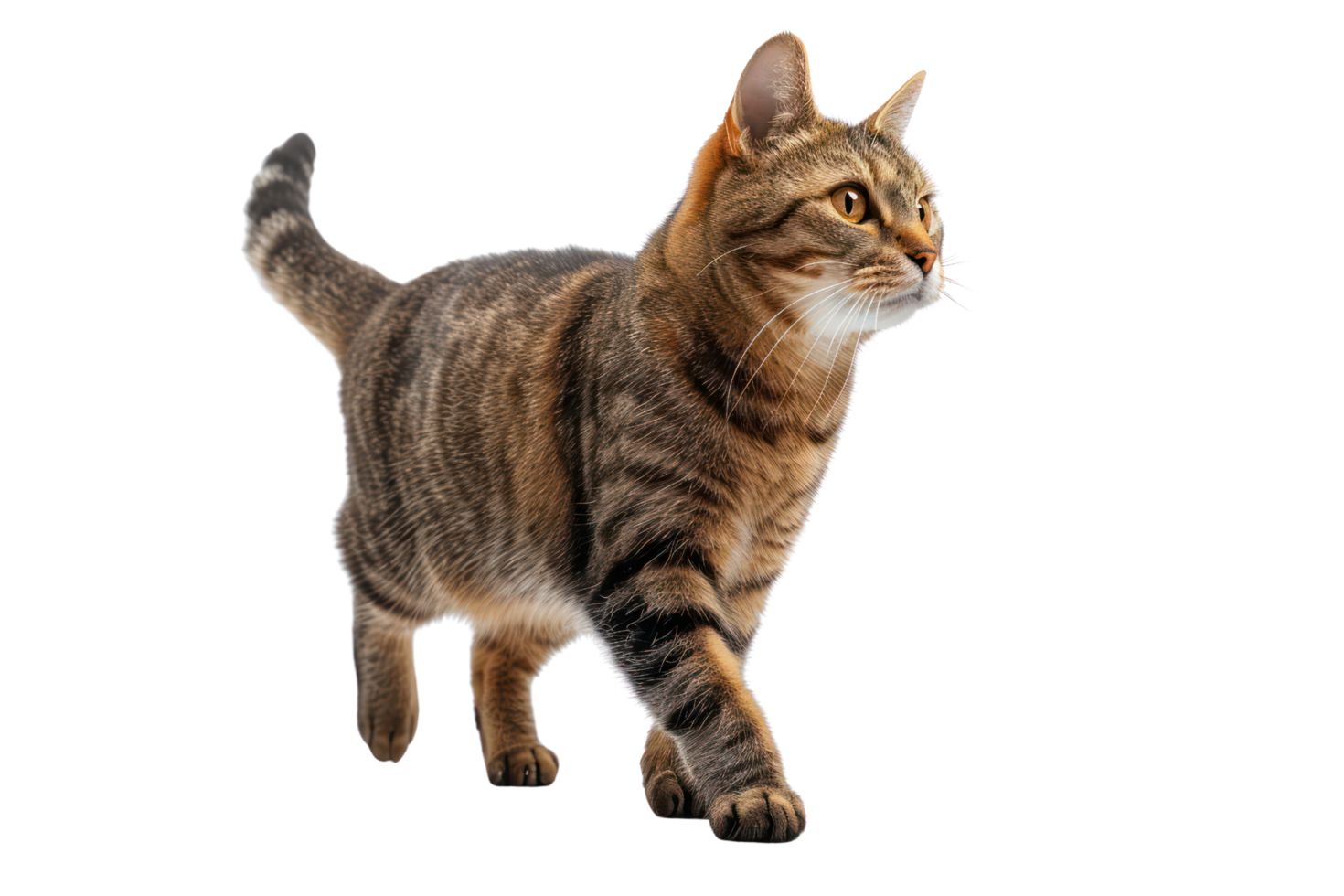 AI generated Cat on transparent background png