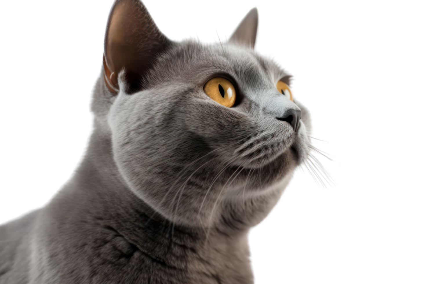 AI generated Gray fur cat looking outside on a transparent background png
