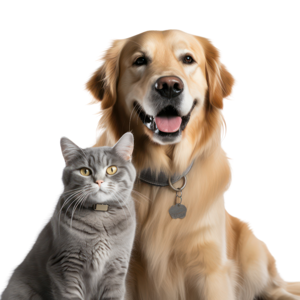 AI generated Dog and cat on transparent background png