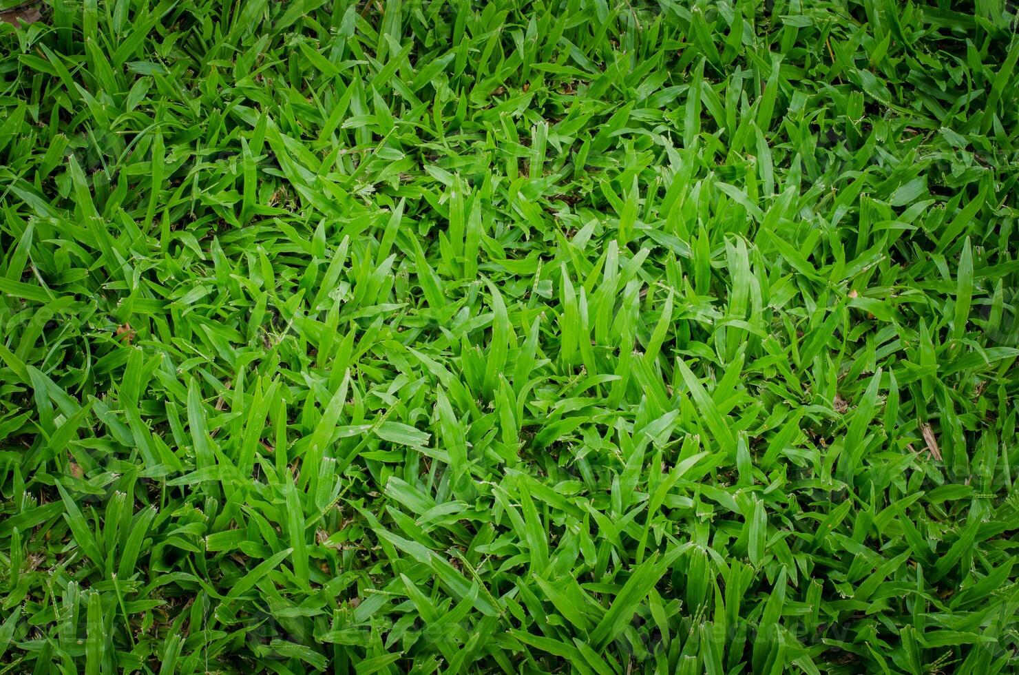 green grass texture photo