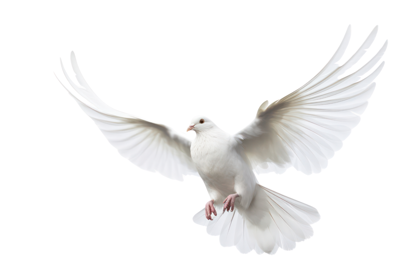 AI generated White dove on transparent background png