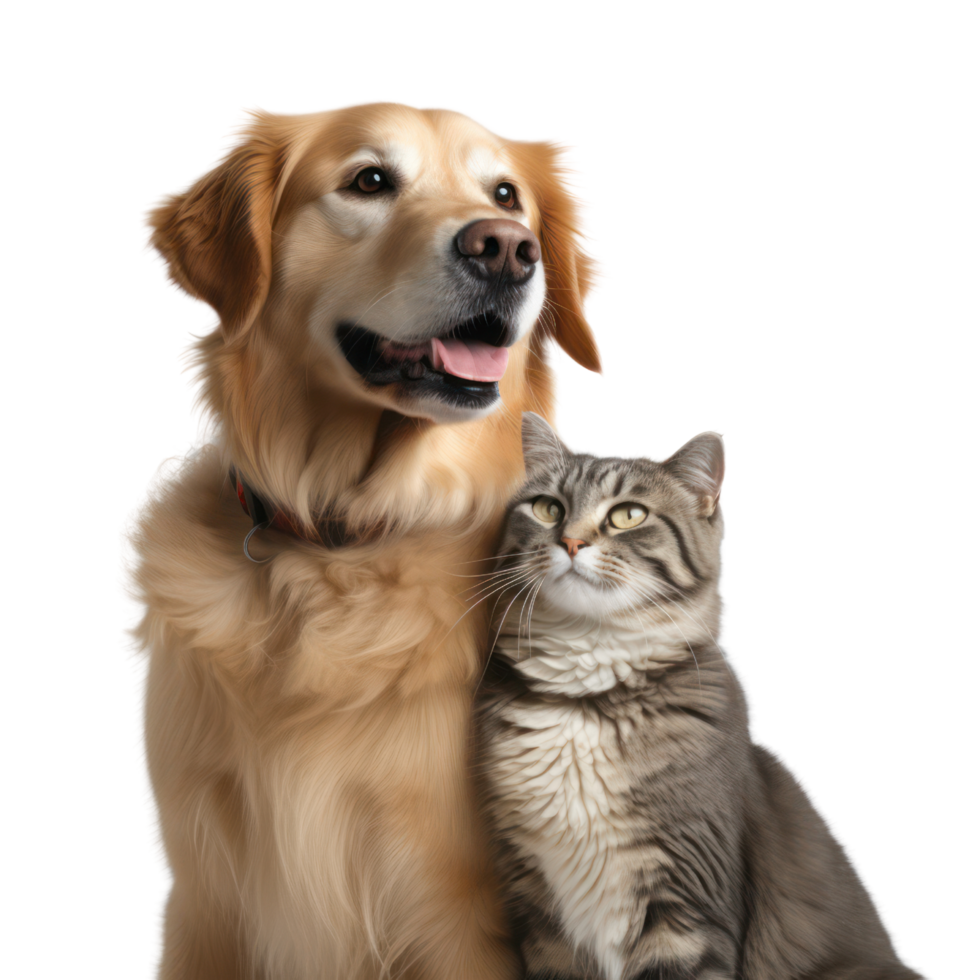 AI generated Dog and cat on transparent background png