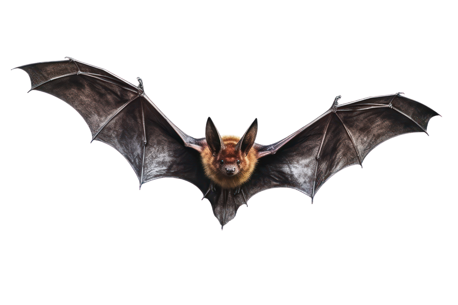 AI generated Bats on a transparent background png