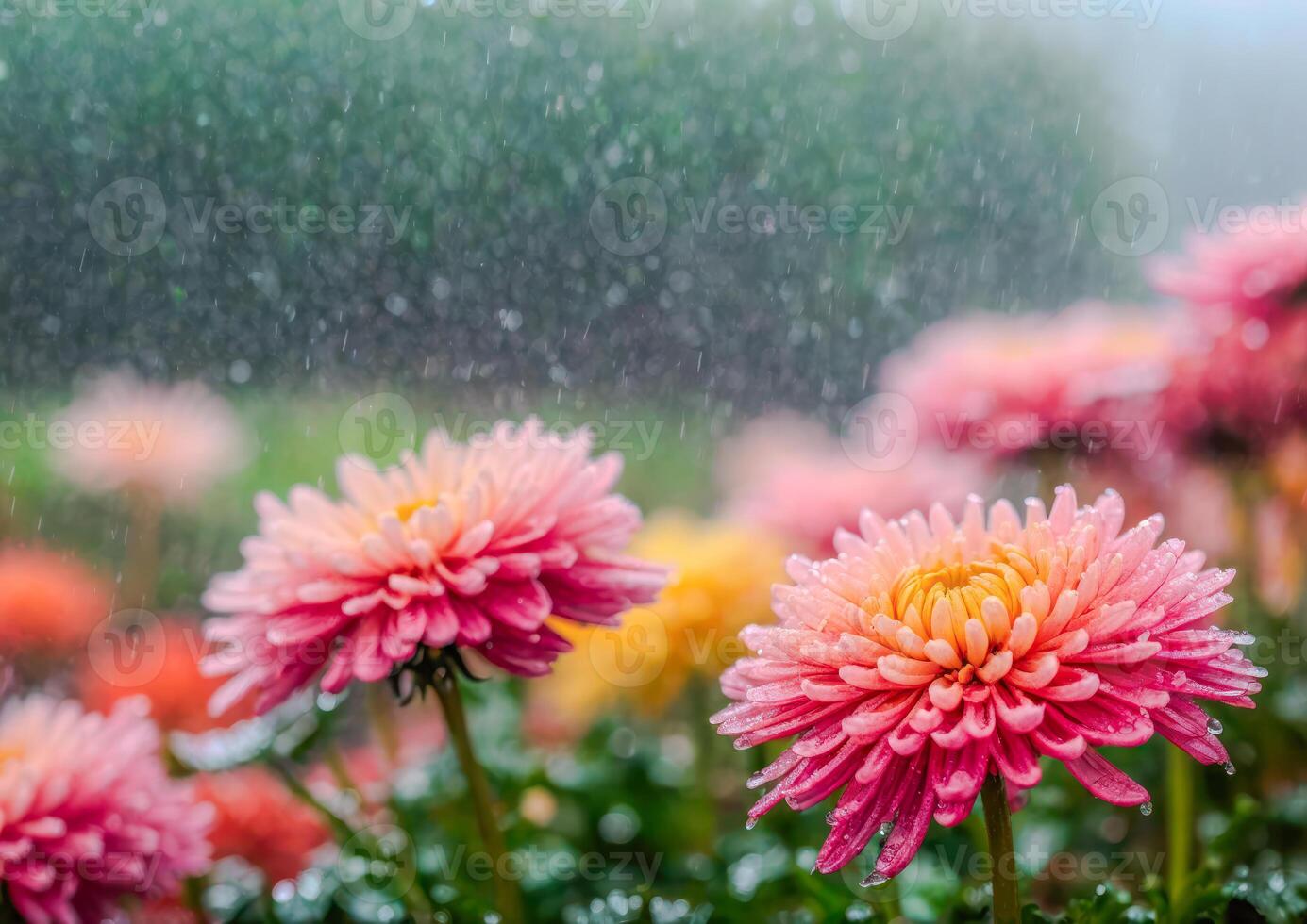 AI generated Pink and yellow dahlia surrounded by vibrant flowers in a garden photo