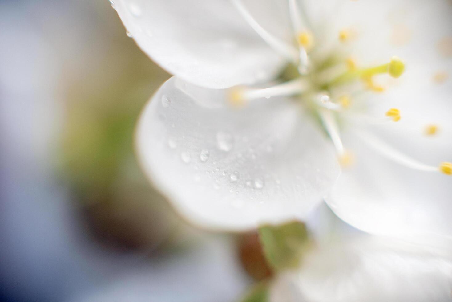 Abstract spring seasonal background with white flowers, floral image with copy space photo