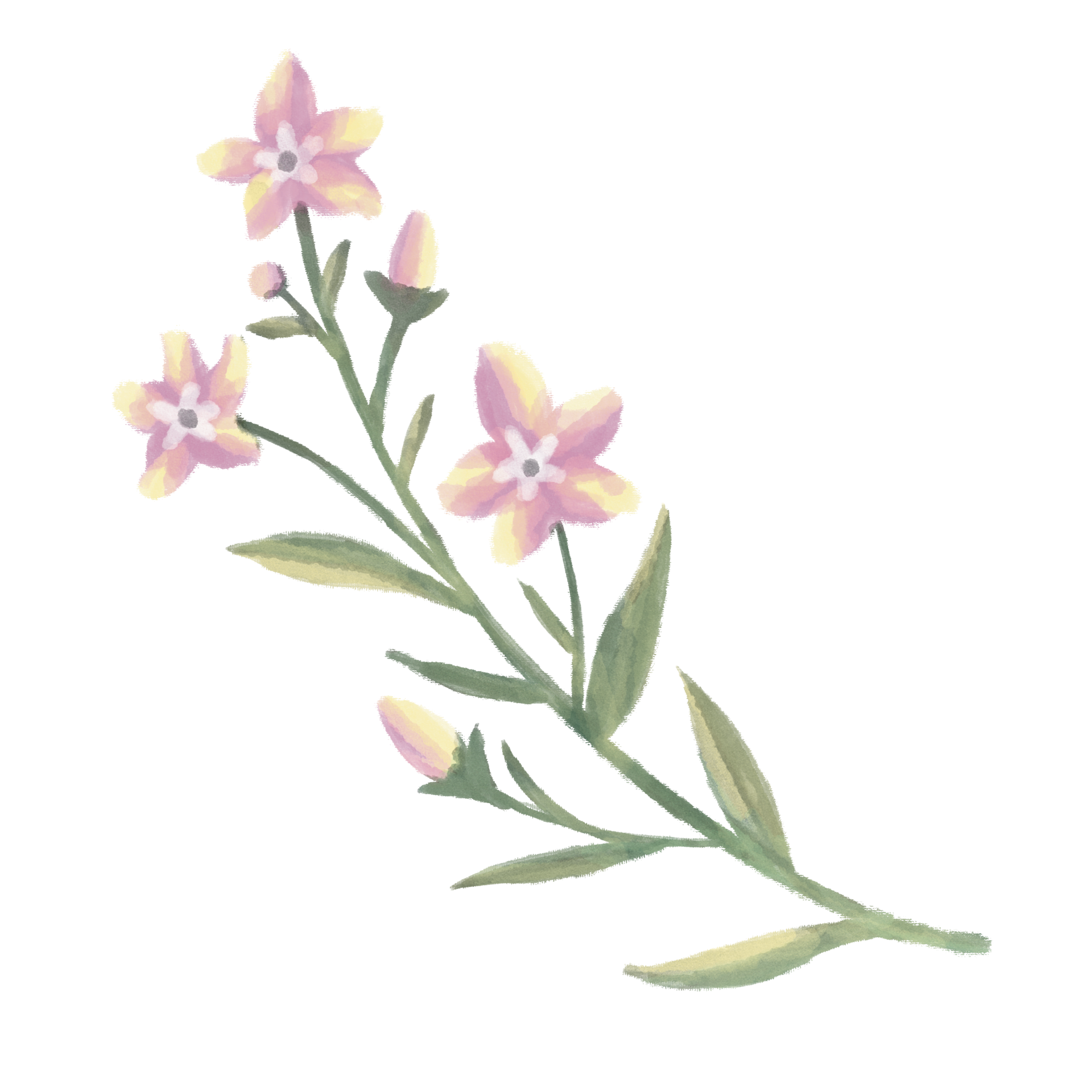 watercolor clip art of flowers png 37753049 PNG