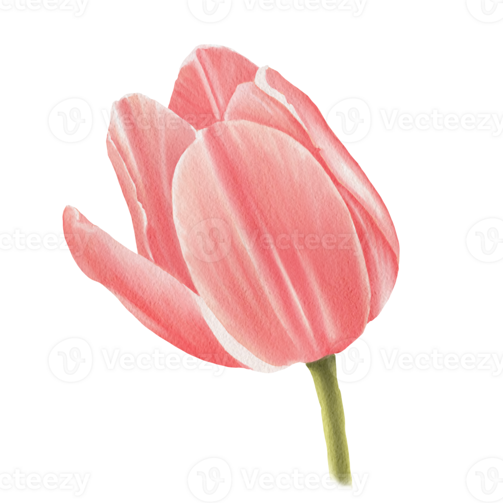 Pink tulip on a transparent background png