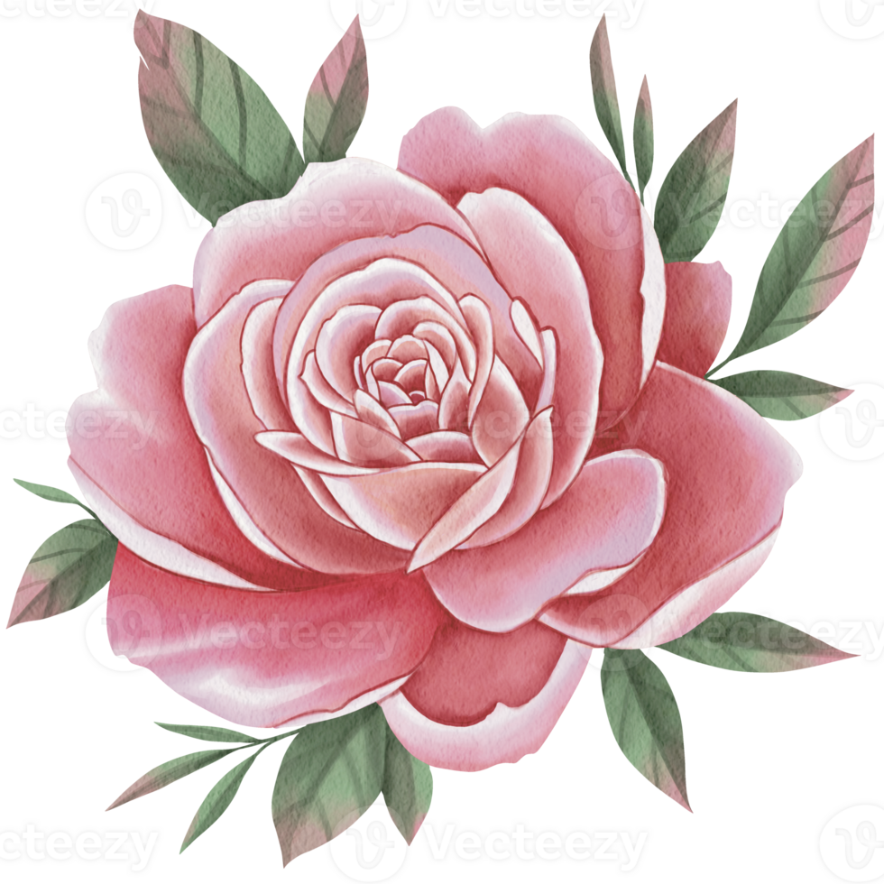 watercolor rose clipart png