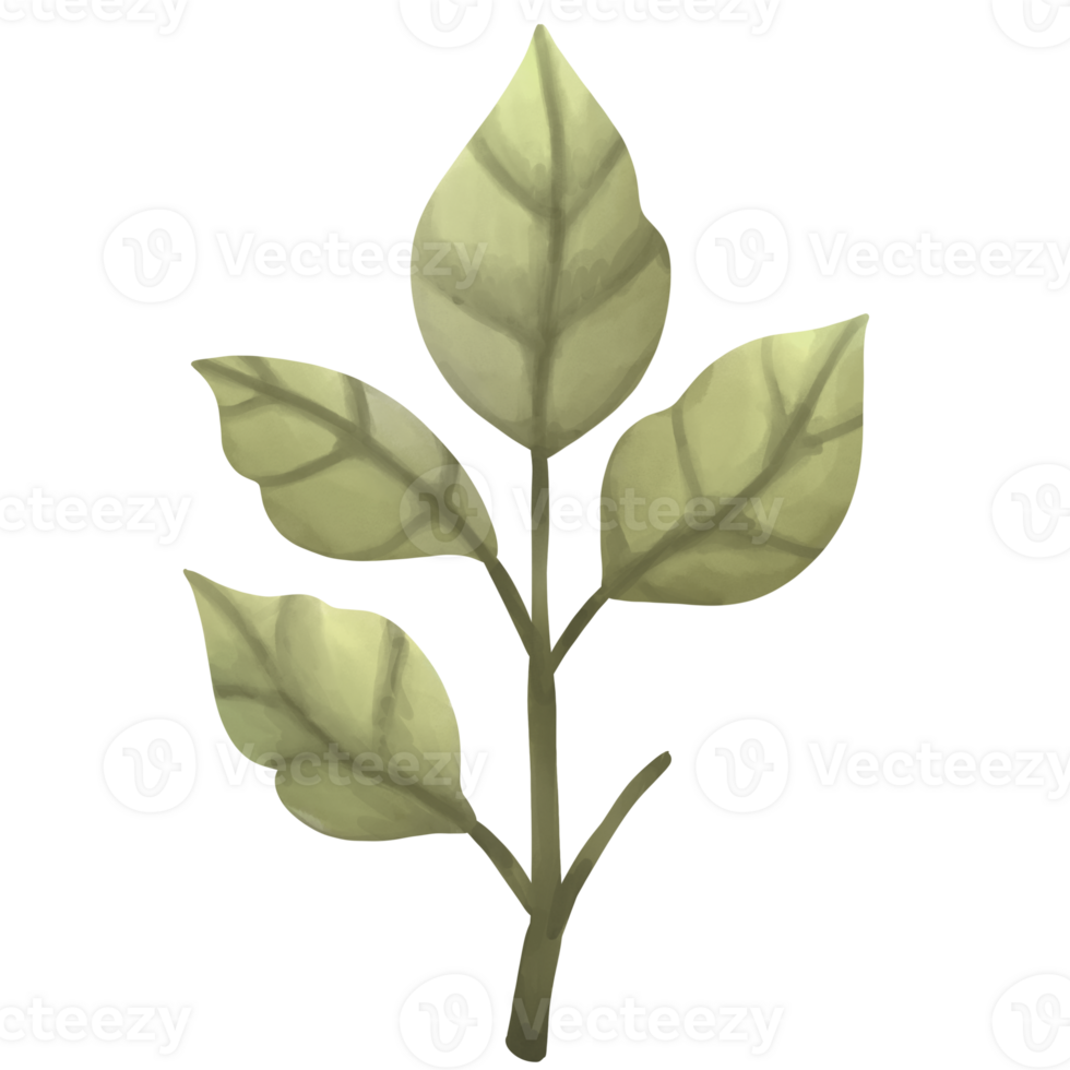 Green plant with leaves on it png