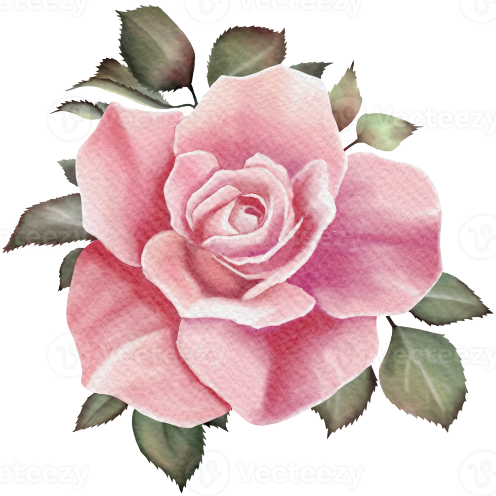 watercolor rose clip art png 37753088 PNG