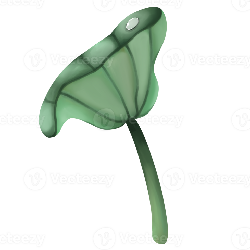 Green lotus flower on a transparent background png