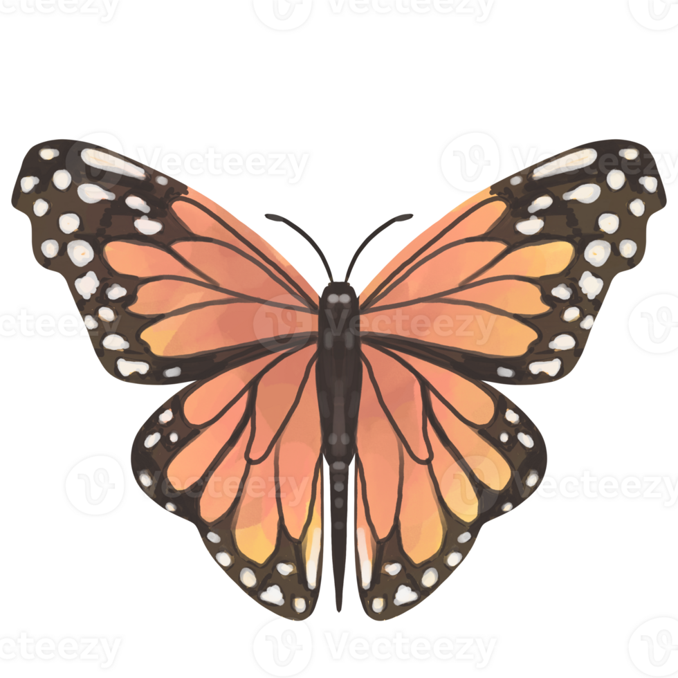 Monarch butterfly clipart png