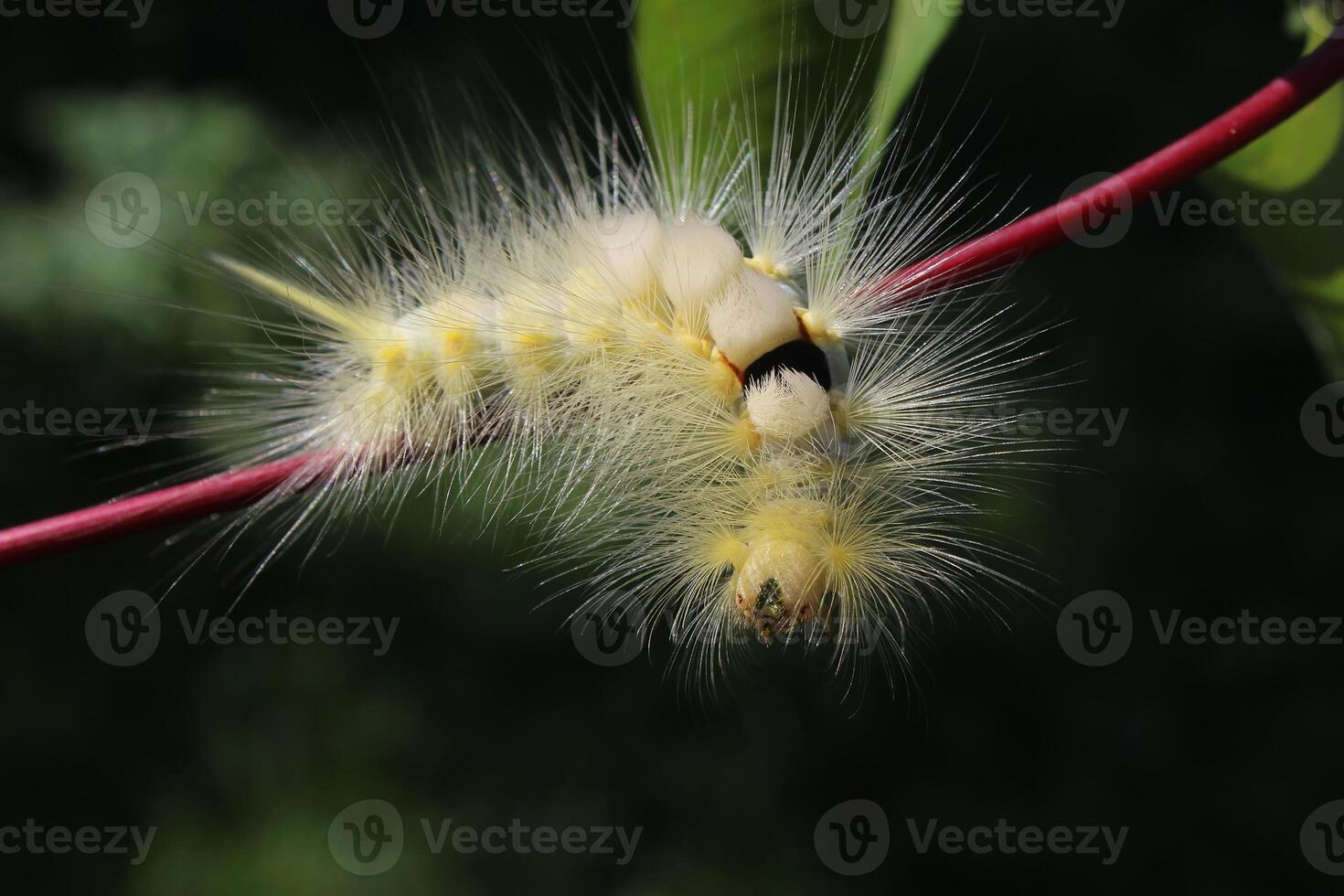 yellowish-white caterpillars crawling on a branch photo
