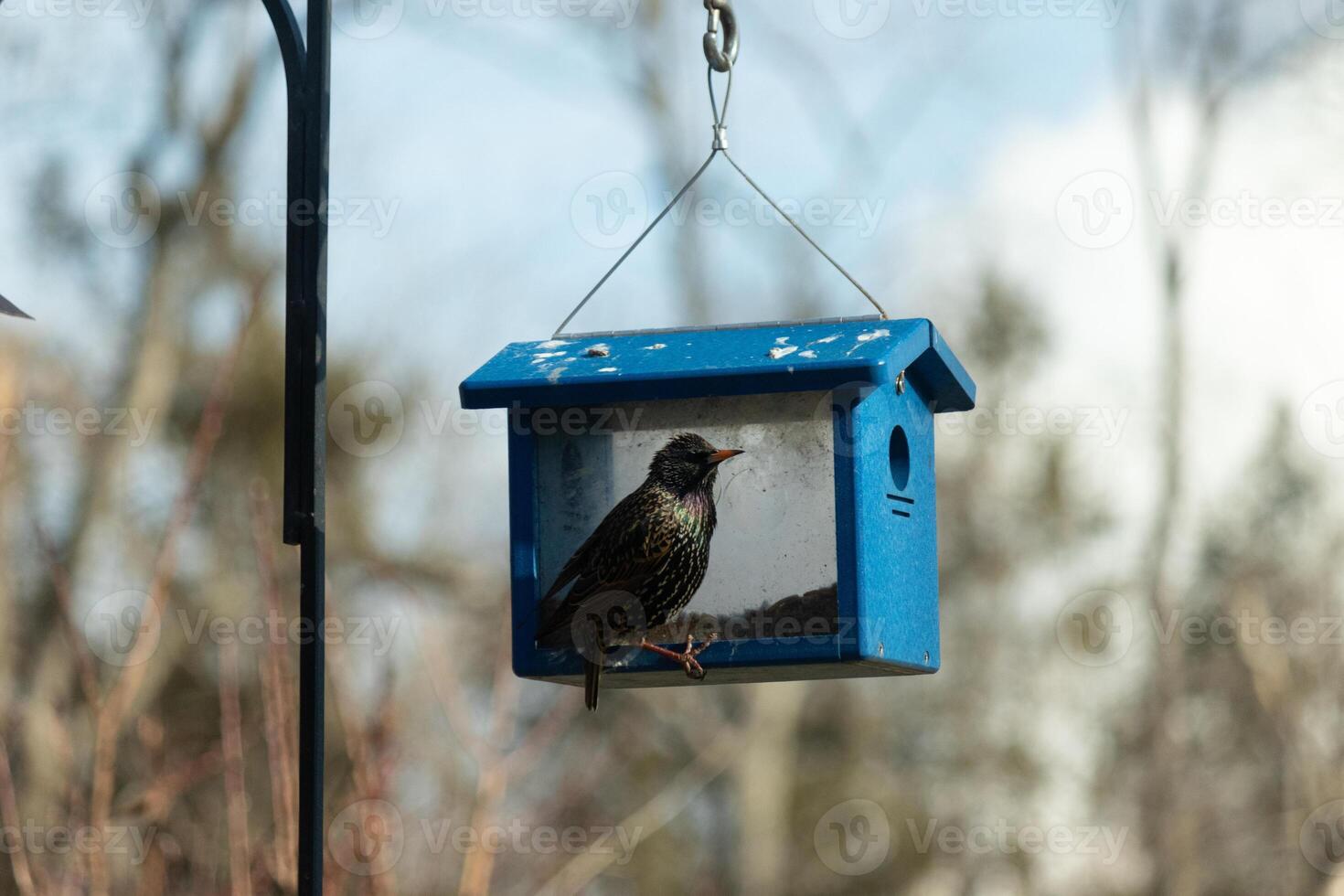 This starling came to the bluebird feeder to steal some mealworms. This shiny invasive species is known for taking over. His little black body with white speckles almost looks like stars in a sky. photo