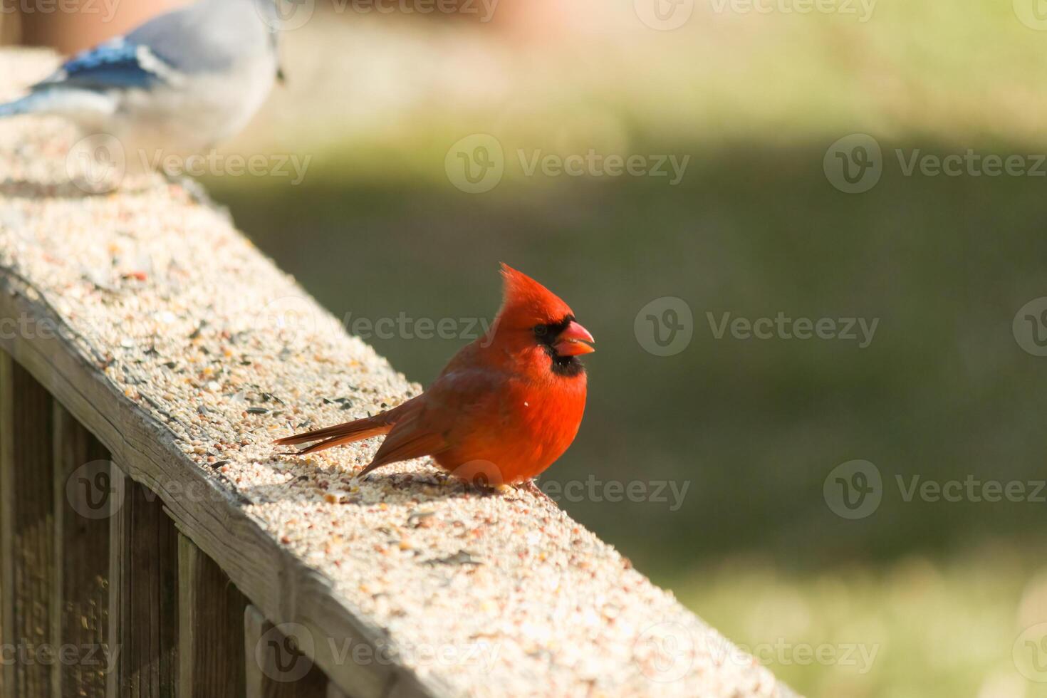 This beautiful cardinal was sitting on the wooden railing of the deck with birdseed. His bright red body stands out from the surroundings. His little black mask protecting his eyes from the light. photo
