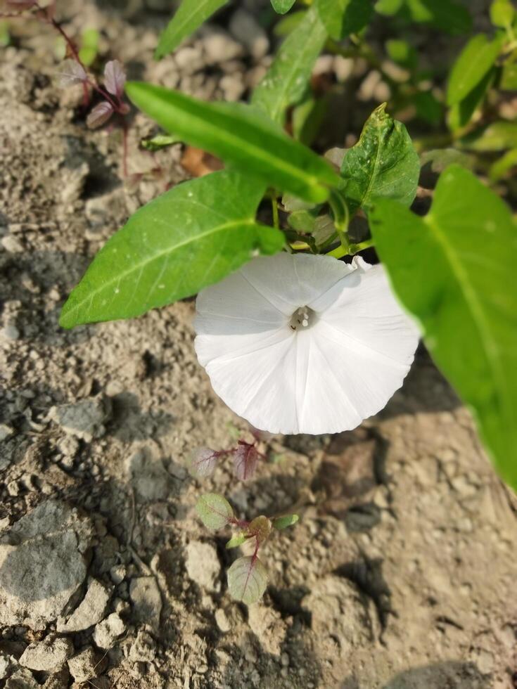 kalmishak es especialmente beneficioso para el ojos. kalmisaka agudiza vista. anti-enfermedad Kalmi hojas tener un lote de vitamina 'C'. eso hechos como un antioxidante y previene varios enfermedades en el cuerpo foto