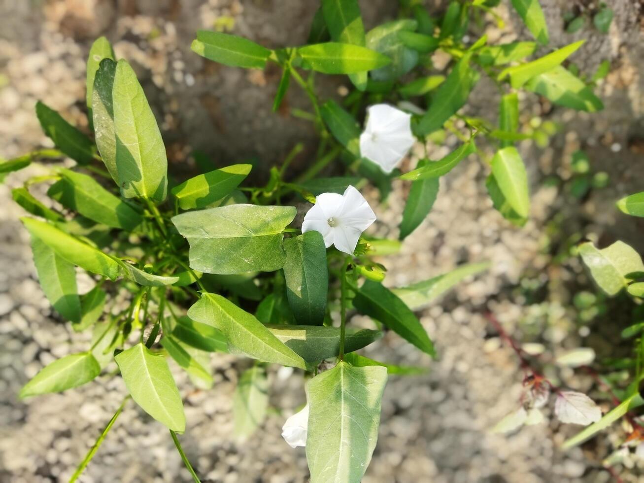 Kalmishak is especially beneficial for the eyes. Kalmishaka sharpens eyesight. Anti-disease Kalmi leaves have a lot of vitamin 'C'. It acts as an anti-oxidant and prevents various diseases in the body photo