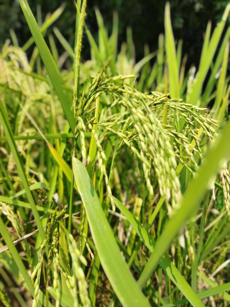 Paddy has started ripening Every year with the arrival of new paddy every Bengali family celebrates the Navanna festival, the taste of Pithapuli starts in the homes of rural Bengal. photo