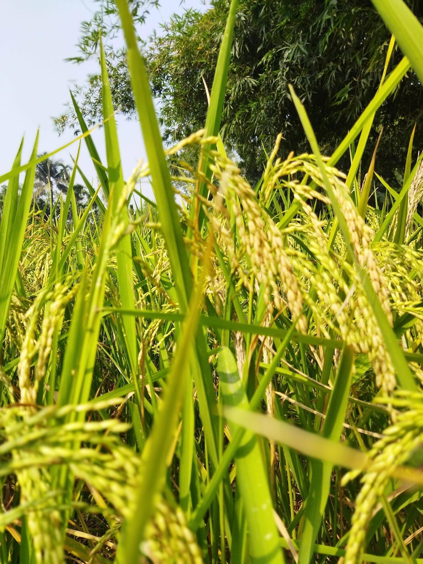 Paddy Has Started Ripening Every Year With The Arrival Of New Paddy paddy-has-started-ripening-every-year-with-the-arrival-of-new-paddy