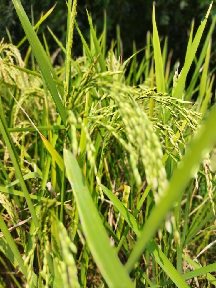 Paddy has started ripening Every year with the arrival of new paddy every Bengali family celebrates the Navanna festival, the taste of Pithapuli starts in the homes of rural Bengal. photo